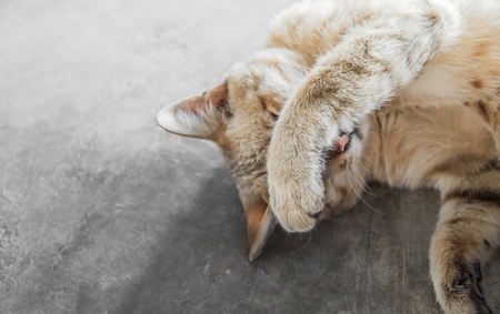 The cat sleep in the afternoon by hand off the eyes.の写真素材