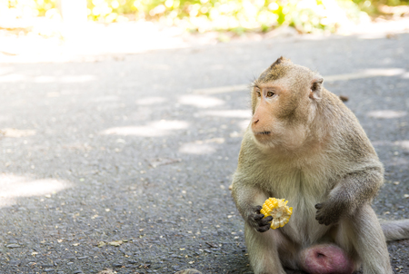 Monkey holds corn for eat on the road.の写真素材