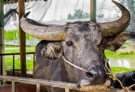 buffalo in Thailand, It likes to play clay.の写真素材
