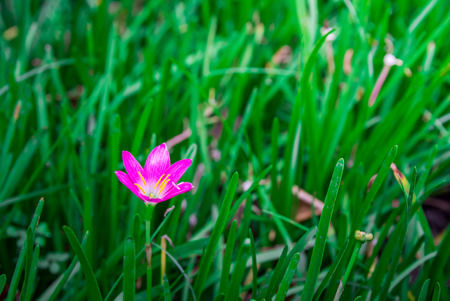 Pink flower fresh of grass in garden.の写真素材