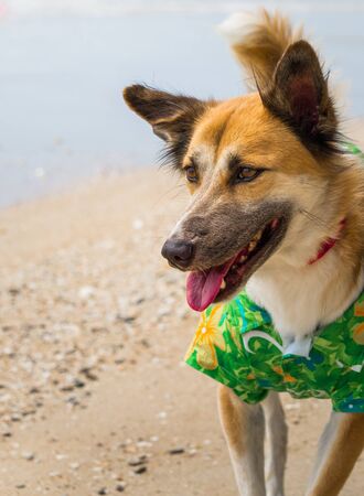 Breed Dog wearing a green striped shirt stands on the beach in Thailand.の写真素材