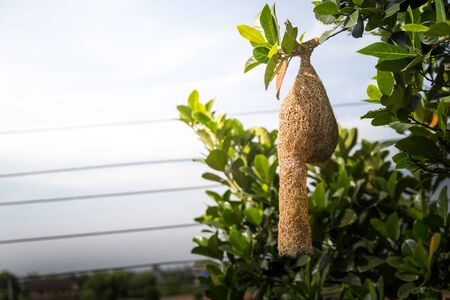 Nest of Ploceus. Weaver nest.の写真素材