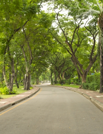 Green alley,path in the parkの写真素材