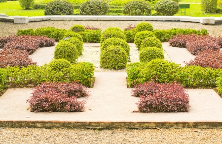 English garden in summer, Lush Green Topiaryの写真素材