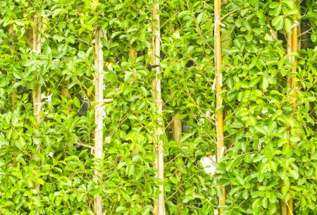 Abstract Nature Background, wall gardenの写真素材