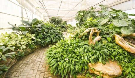 Botanical Gardens in modern greenhouse の写真素材