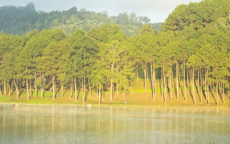Sunny pine forest in early morning の写真素材