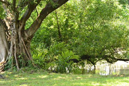 big tree with fresh green leaves