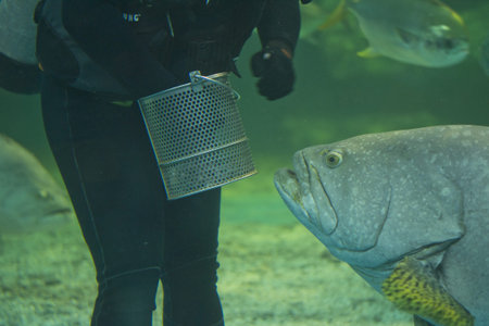 Close-up diver feeding fishes