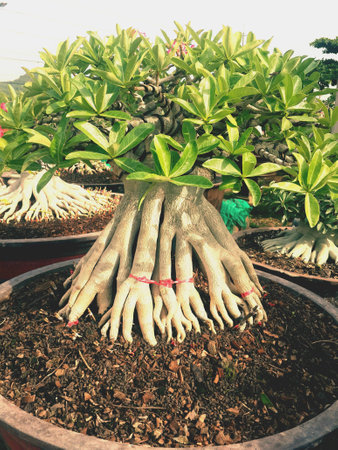 The great small tree for decor garden.の素材