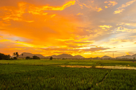 Gold light with rice fields.の写真素材