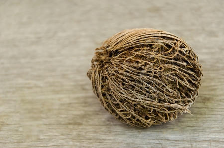 Warm tone alstonia scholaris seed right side on olden woodの写真素材