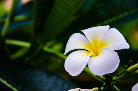 white Frangipani flower in morning light.の写真素材