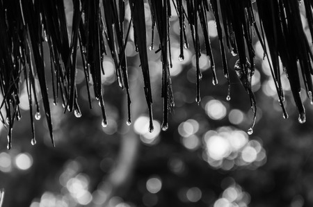 black and white Raindrops were dripping from the roof .の写真素材