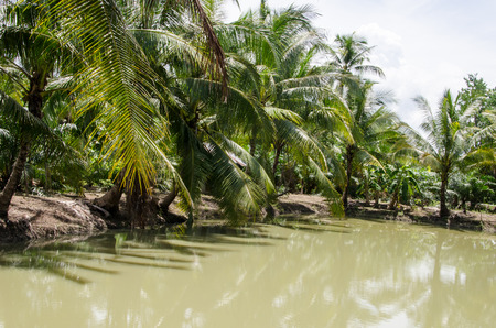 coconut  trees  on land of  canal.の写真素材