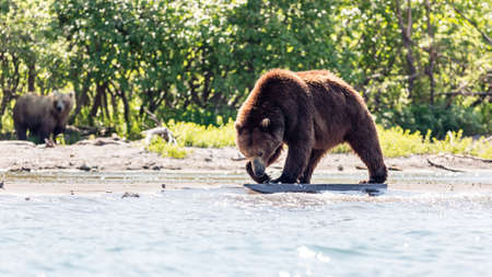 Brown bear (Ursus arctos beringianus) fishing in the Kurile lake, Kamchatka, Russiaの写真素材