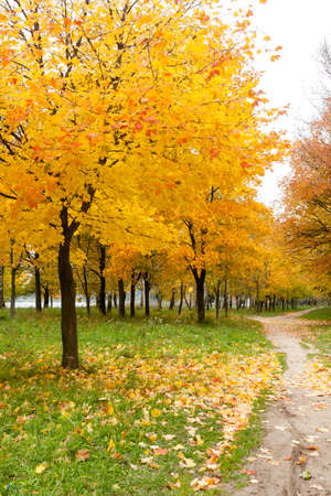 Maple trees with yellow leaves near path, autumn landscape with maple treeの写真素材