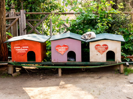 Antalya, Turkey - February 22, 2019: Houses for homeless cats in the downtown of Antalya. Homeless...