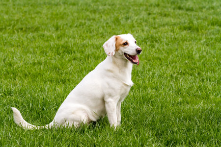 White cute non-pedigree dog sitting on the green grass