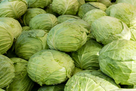 Fresh organic heads of cabbages on the farmers market. Close-up cabbage background.の写真素材