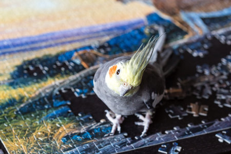 Parrot Corella (Nymphicus hollandicus) sitting on the puzzle pieces. Final of jigsaw puzzle game,...