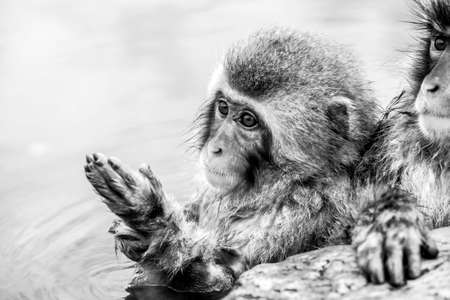 Snow monkey jumping in a hot spring at Jigokudani Yaen-Koen (Wild Snow Monkey Park), Nagano Prefecture, Japan.の写真素材