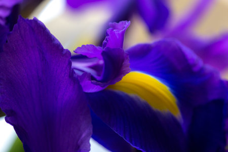 Purple delicate iris petals, bright flower background