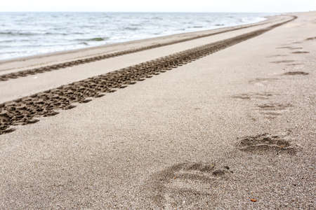Footprints of brown bear and tire tracks on the sand. Kamchatka, Russiaの写真素材