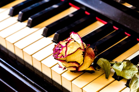 Piano keys with dry rose. The idea of the concept for love of music, for the composer, musical...