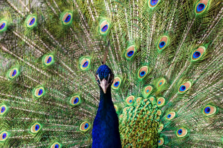 Colorful beautiful indian peacock. Closeup image of bird peafowl.の写真素材