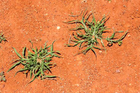 Red center in the Australian desert, outback in Northern Territory, Australia