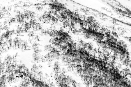Bare trees in the snow capped mountains, winter background