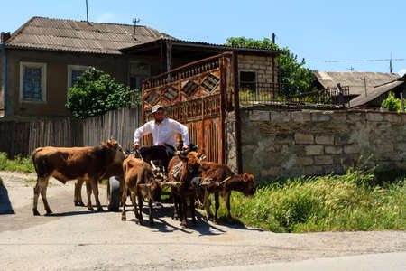 Gori, Georgia - June 14, 2016: Farmer sitting on the cart pulled by draft animals.のeditorial素材