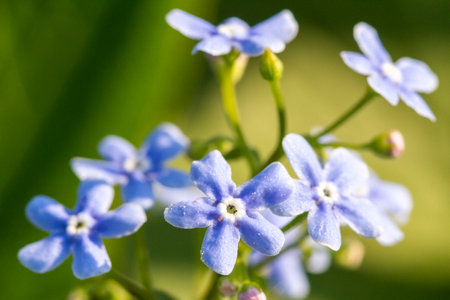 Purple Forget-Me-Not flowers in spring on green natural background. Selective focus.の写真素材