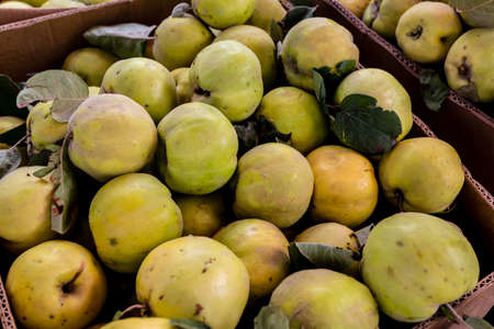 Fresh organic quince in the box on the farmers market. Autumn harvest of apple quinces. Healthy vegan food.の写真素材