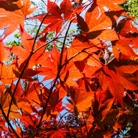 Japanese maple tree in the autumn. Red leaves of the maple glow in the rays of the sun. Bottom view.