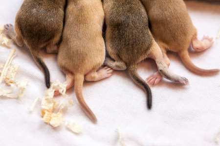 Tails of small mice babies, close-up imageの写真素材