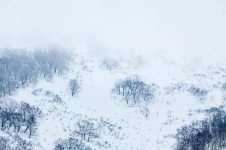 Foggy morning in the snow capped mountains, bare trees in winter.
