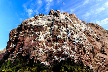 Colony of seagulls, Barents sea, Arctic ocean, Kola Peninsula, Russiaの写真素材