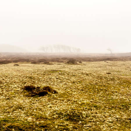 Lonely bare trees in the morning mist. Texel Island, The Netherlandsの写真素材