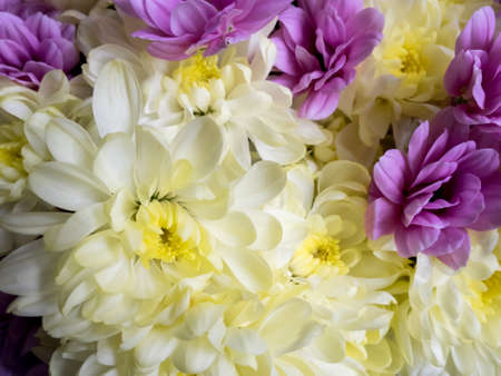 Flower background with amazing white and purple chrysanthemums. Bouquet of gentle golden-daisy flowers.の写真素材