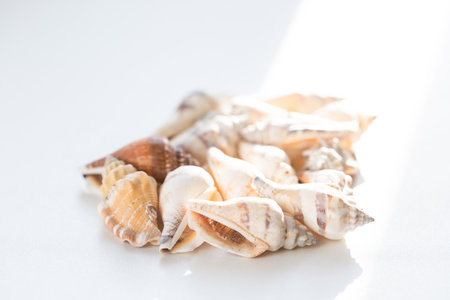 Heap of many beautiful sea shells on white background, side view. Summer travel conceptの写真素材