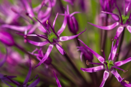 Blooming ornamental onion, macro imageの写真素材