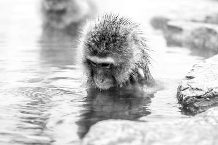 Snow monkey from Jigokudani Monkey Park in Japan, Nagano Prefecture. Cute Japanese macaque sitting in a hot spring.の写真素材