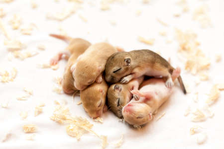 Cute little brown mice babies sleeping huddled together. Macro image.の写真素材