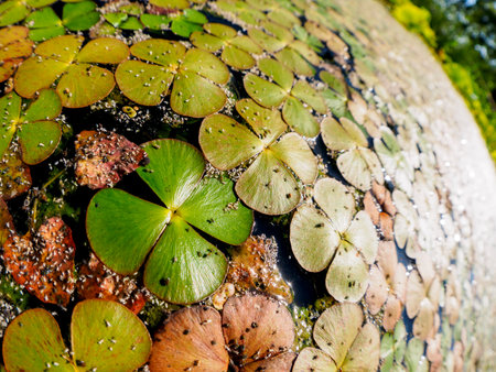Duckweed (Lemnoideae) in a pond in the sunny day, fisheye image