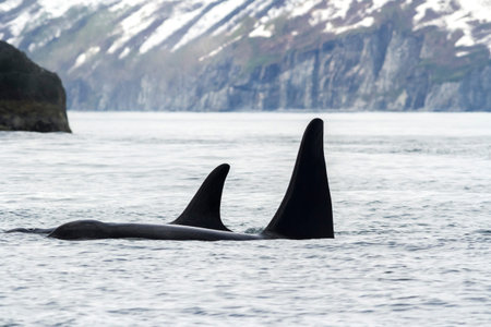Two killer whales (Orca), Kamchatka Peninsula, Russia.