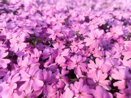 Pink Primula farinosa background, Birds-eye Primrose flowers. Selective focus.の写真素材