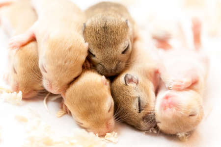 Cute little brown mice babies sleeping huddled together. Macro image.の写真素材