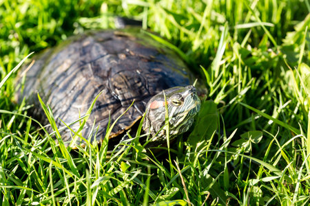 Pond slider turtle (Trachemys scripta) on the green grass, close up image